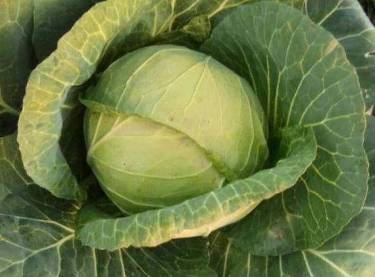 FRESH FARM VEGETABLES