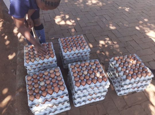 Chicken Eggs for sale