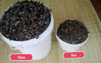 Madora (Mopane Worms)