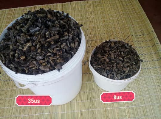 Madora (Mopane Worms)