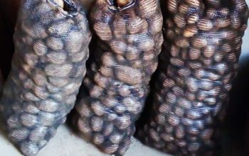 20kg Potatoes for sale