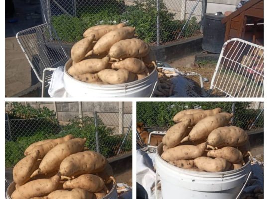 Chingova Sweet Potatoes