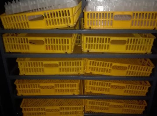 1056 capacity Incubator