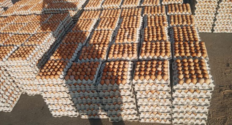 Eggs for sale