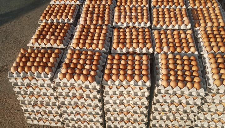 Eggs for sale