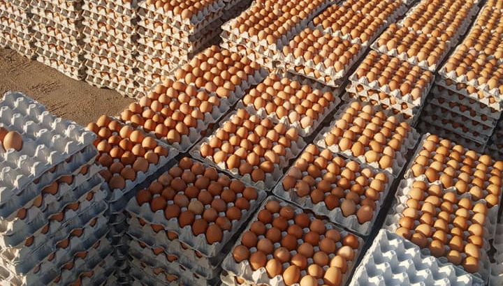 Eggs for sale