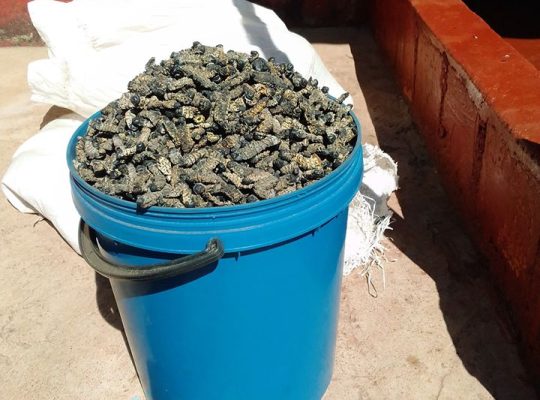 Dried foods for sale