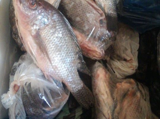 Fresh Bream for sale
