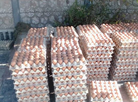 Eggs Wholesale
