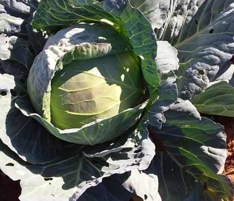Cabbages for sale