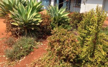 Mandara 4 bed for rent