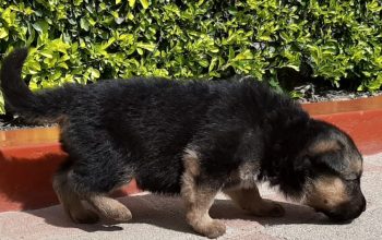 Pedigree German Sherpard