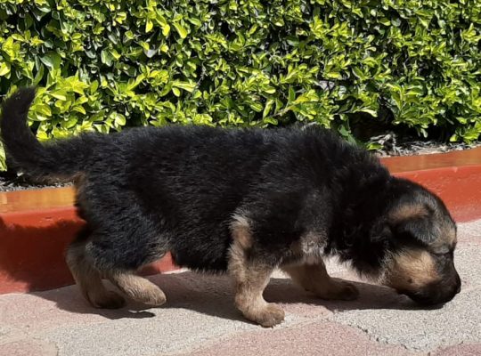 Pedigree German Sherpard