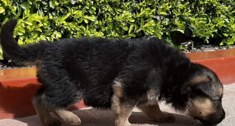 Pedigree German Sherpard