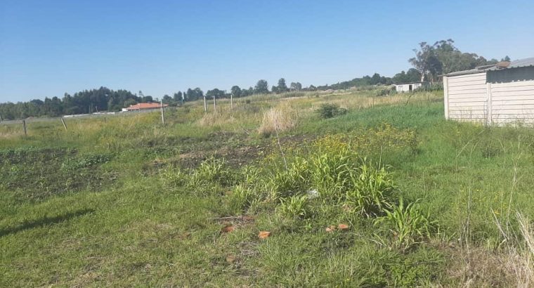 Cheap and Genuine Stands