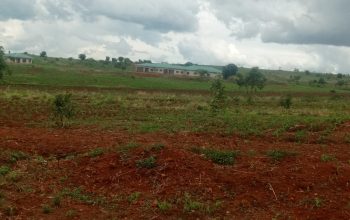 Cheap and Genuine Stands