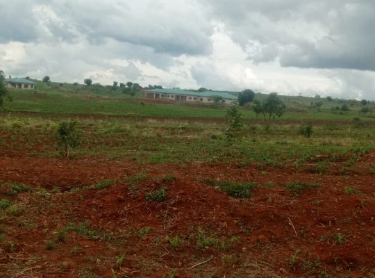 Cheap and Genuine Stands