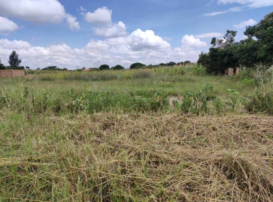 MASASA PARK Genuine and affordable Stands