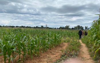 Genuine Stands From a Reputable company