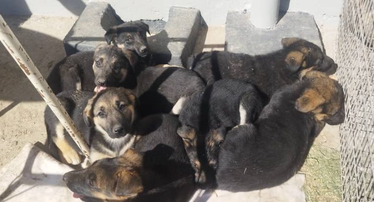 Pure bred german shepard puppies