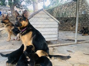 Pure Breed German Shepherd Pupppies
