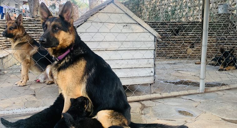 Pure Breed German Shepherd Pupppies