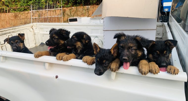 Pure Breed German Shepherd Pupppies