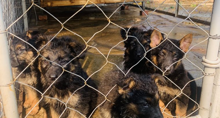Pure Breed German Shepherd Pupppies