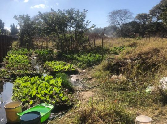 Greendale | Pan-Handle Stand For Sale