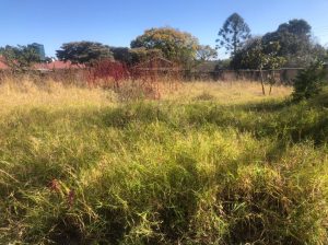 Greendale | Pan-Handle Stand For Sale