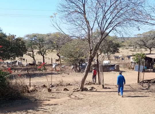 2 X MATABELELAND NORTH FARMS FOR SALE